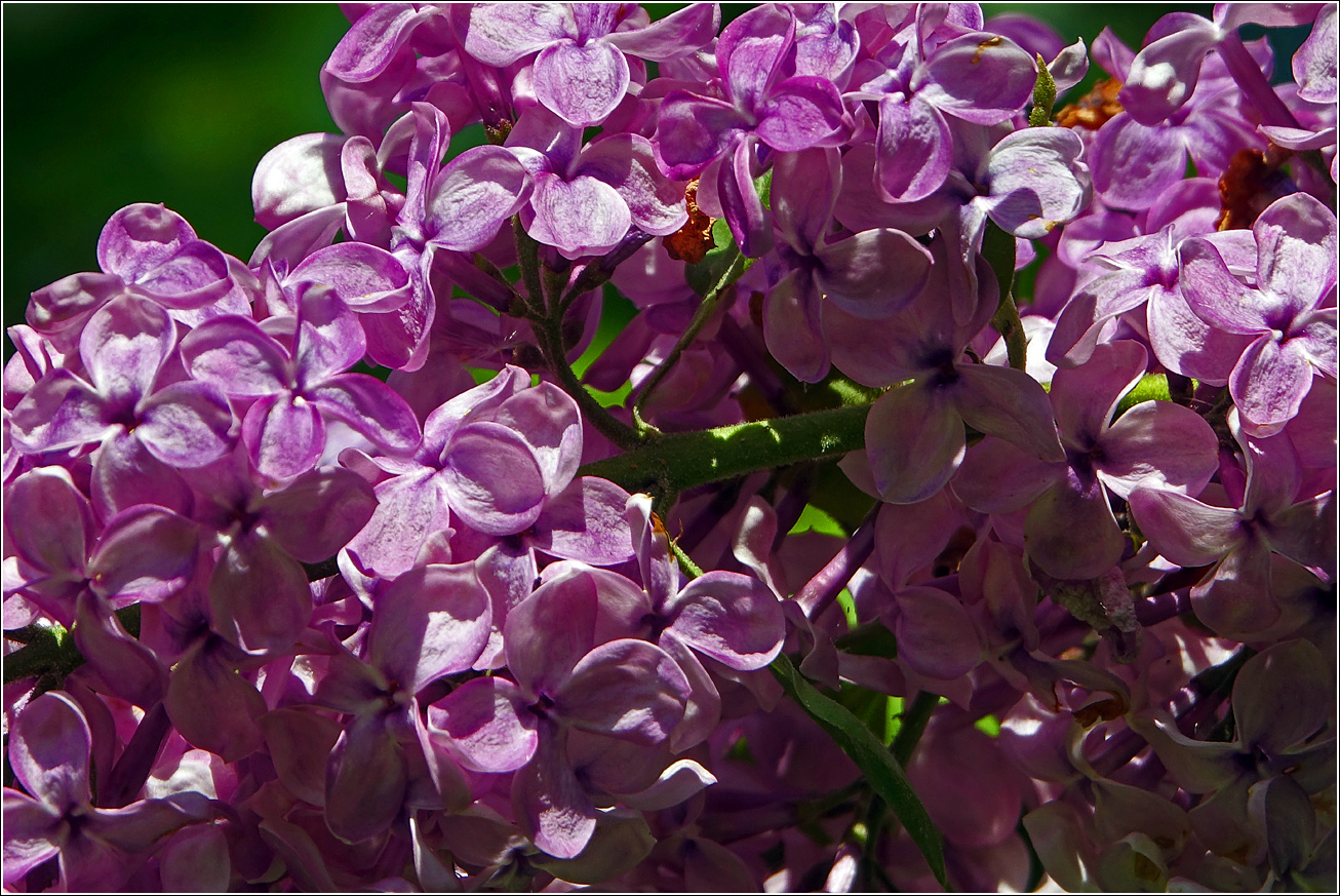 Image of Syringa vulgaris specimen.