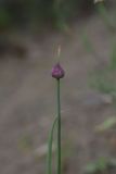 unknown species. Верхушка плодоносящего растения. Грузия, край Самцхе-Джавахети, Ахалцихский муниципалитет, левый борт р. Цинубанисцкали, 300 м от горячего источника Цинубани. 9 июня 2026 г.