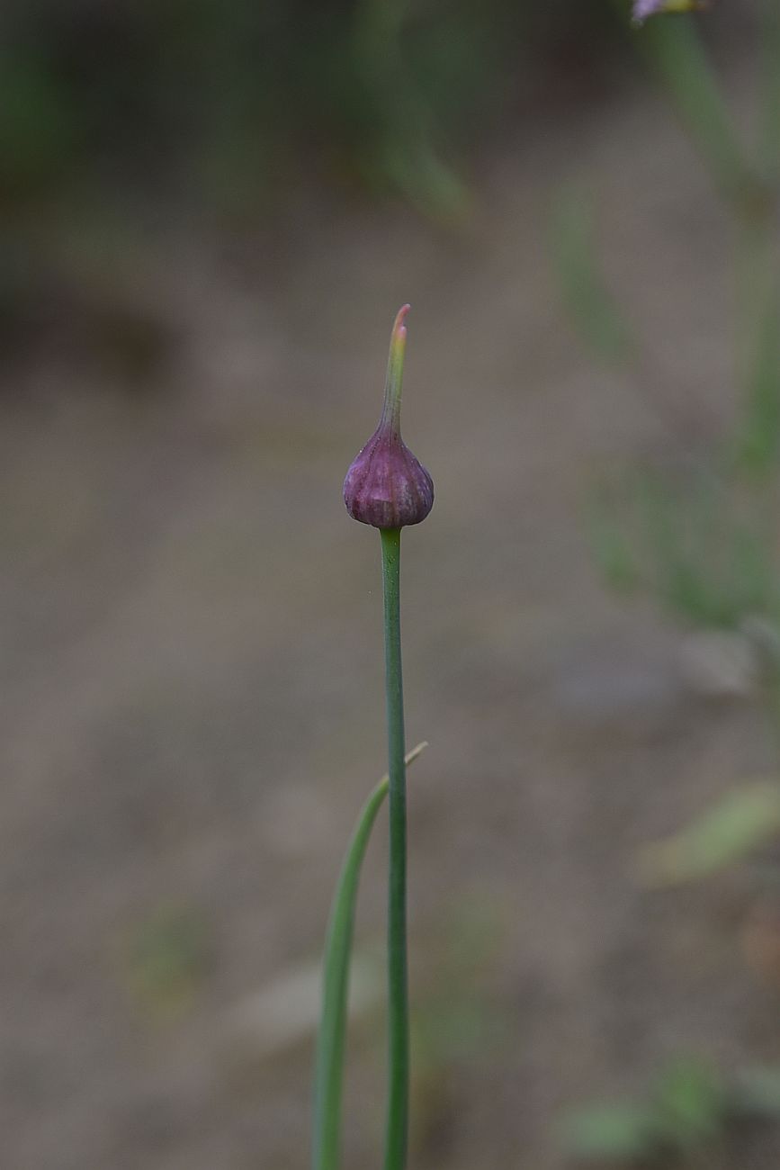 Image of genus Allium specimen.