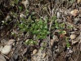 Cerastium holosteoides. Цветущее растение. Хабаровский край, г. Комсомольск-на-Амуре, обочина грунтовой дороги. 07.06.2026.