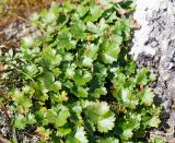 Saxifraga sichotensis. Плодоносящие растения. Хабаровский край, р-н имени Лазо, массив горы Ко, выс. ≈ 1880 м н.у.м., каменная россыпь. 02.08.2026.