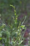 genus Galium. Верхушка цветущего растения. Республика Татарстан, окр. с. Камское Устье, дол. р. Волга, хвойно-широколиственный лес (с Pinus, Quercus, Ulmus, Acer), обочина грунтовой дороги. 01.06.2026.