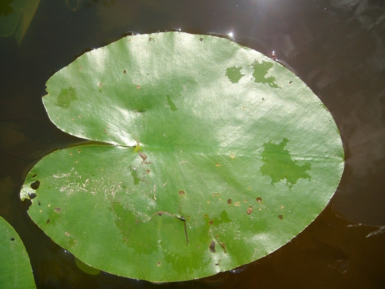 Image of Nuphar lutea specimen.