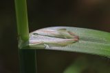Carex pendula. Основание листа. Крым, Севастополь, Чернореченский каньон. 12.09.2026.