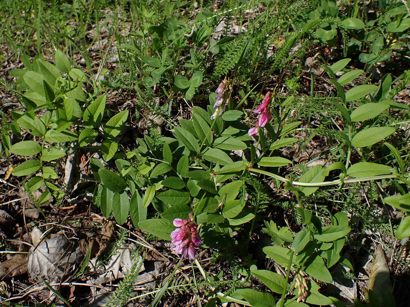 Изображение особи Vicia amoena.