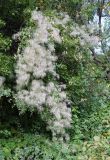 Clematis orientalis. Плодоносящее растение на Fraxinus. Узбекистан, Ташкентская обл., зап. отр. Чаткальского хр., окр. кишлака Учтерак, зона отдыха «Дустлик». 26.09.2026.