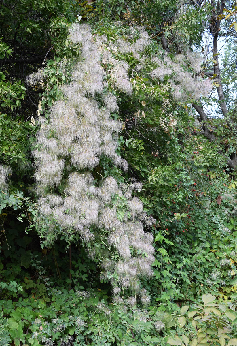 Image of Clematis orientalis specimen.