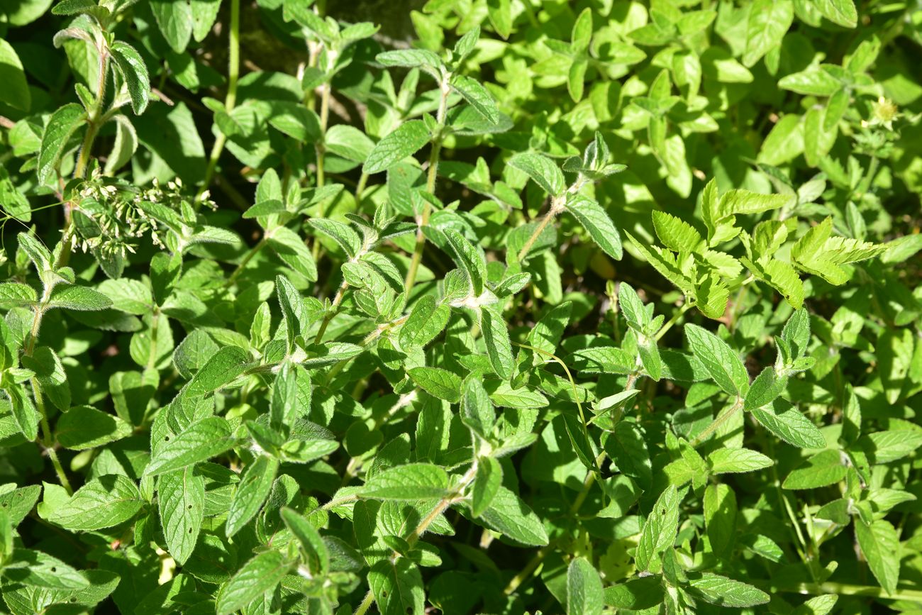 Image of Unknown species specimen.