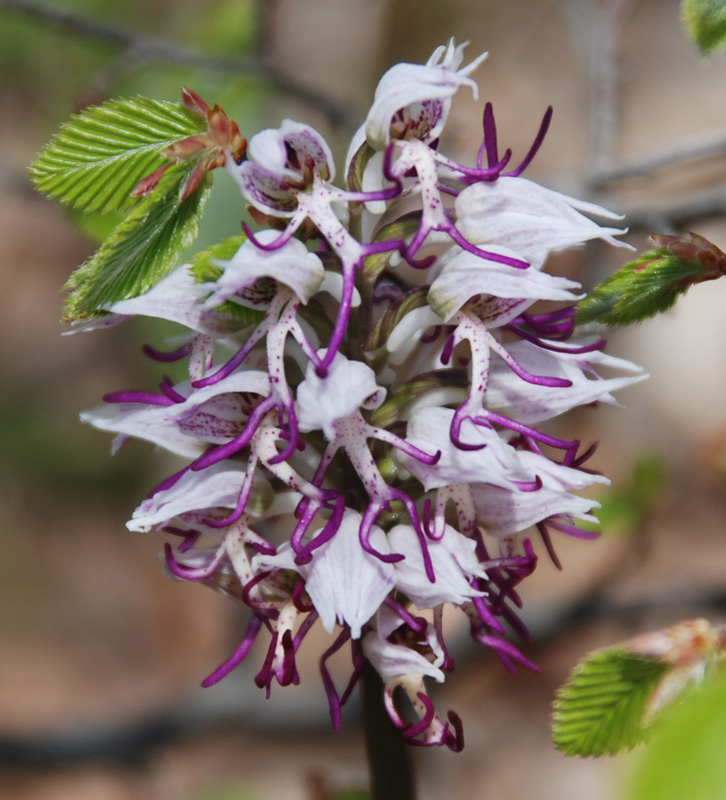 Image of Orchis simia specimen.