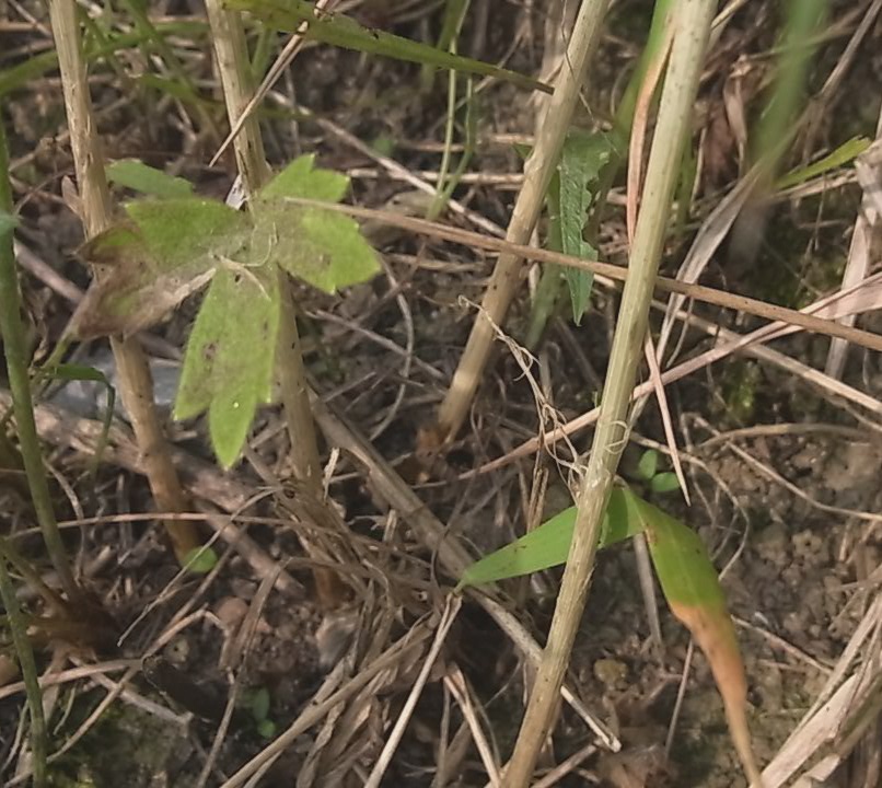 Image of Allium vineale specimen.