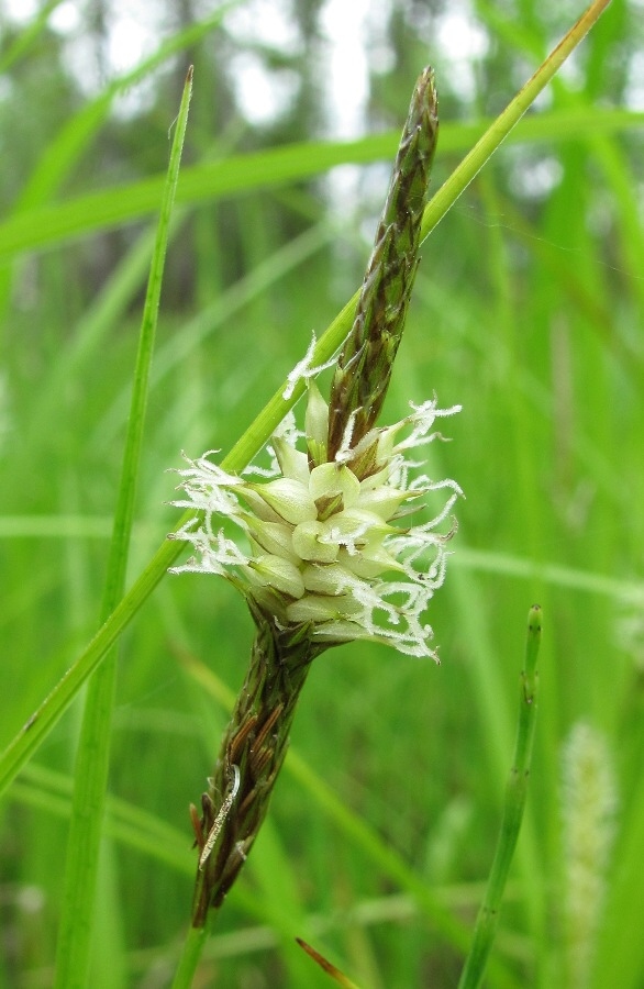 Image of Carex rhynchophysa specimen.