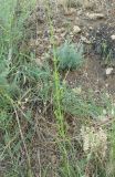 Equisetum ramosissimum