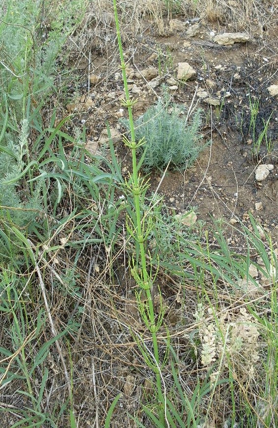 Изображение особи Equisetum ramosissimum.