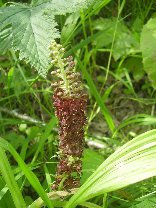 Изображение особи Veratrum nigrum.