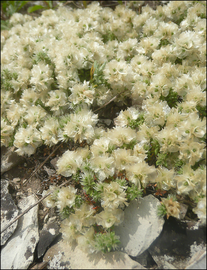 Изображение особи Paronychia cephalotes.