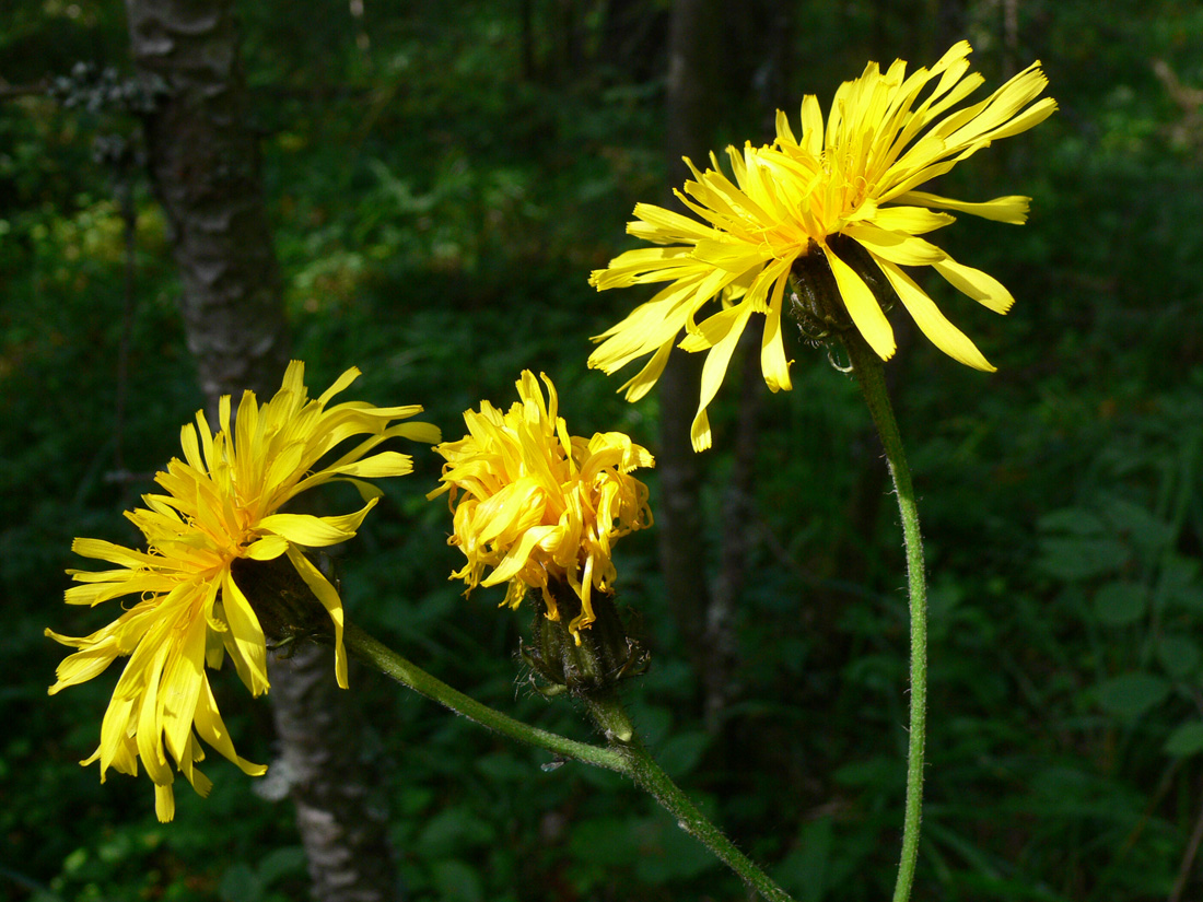 Изображение особи Crepis sibirica.