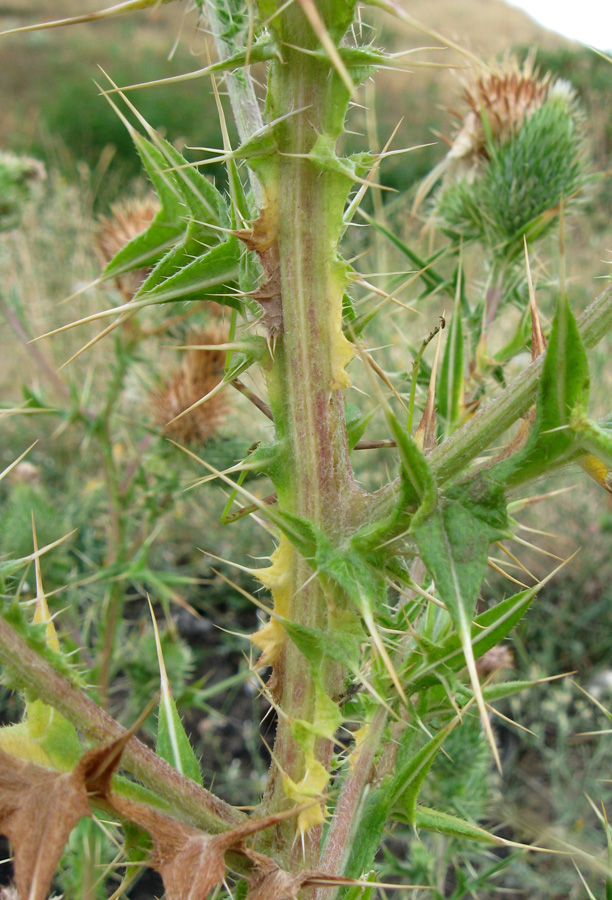 Image of Cirsium vulgare specimen.