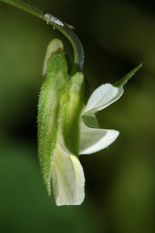 Image of Viola arvensis specimen.