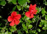 Hibiscus rosa-sinensis. Веточки с цветками. Израиль, Шарон, г. Герцлия, в культуре. 01.02.2010.