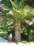 Jubaea chilensis. Взрослое дерево (высота около 3,5 м). Абхазия, г. Сухум, ботанический сад. 24 июля 2008 г.