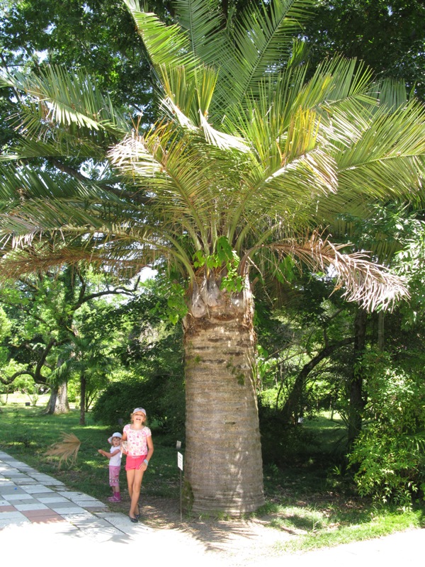 Image of Jubaea chilensis specimen.