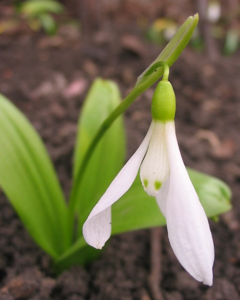 Изображение особи Galanthus krasnovii.