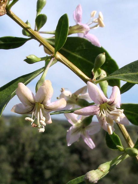 Изображение особи Lycium barbarum.