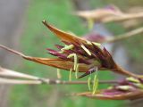 Sinarundinaria nitida. Отдельный колосок. Нидерланды, провинция Groningen, Haren, в культуре на приусадебном участке. 17 марта 2007 г.