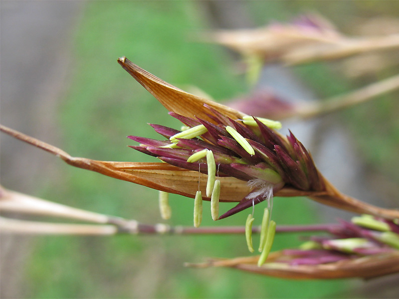 Image of Sinarundinaria nitida specimen.