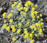Odontarrhena tortuosa. Цветущее растение. Оренбургская обл., окр. Медногорска, Губерлинские горы, сухой каменистый склон к р. Киндерле. 17.05.2011.