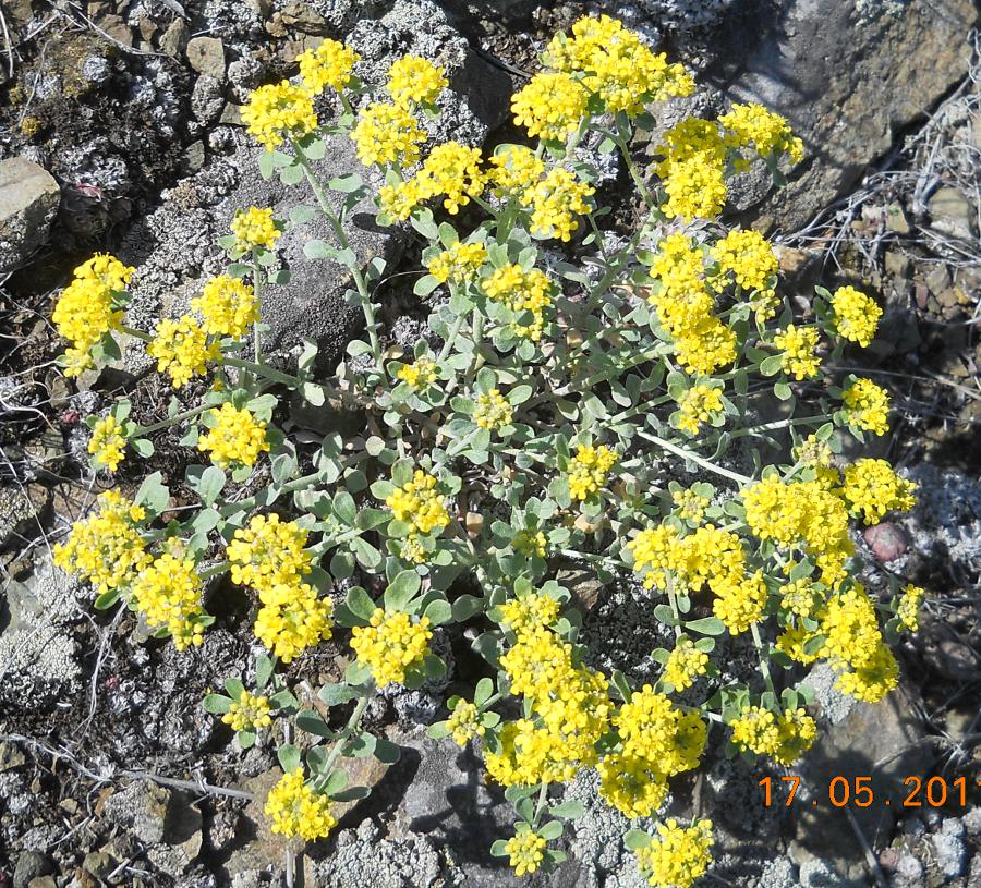 Image of Odontarrhena tortuosa specimen.