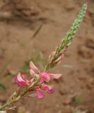 Onobrychis arenaria. Соцветие. Татарстан, г. Бавлы. 19.06.2011.
