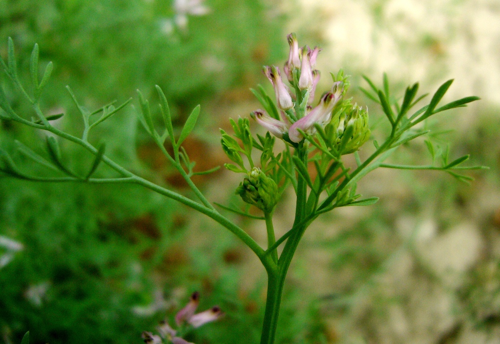 Изображение особи Fumaria indica.