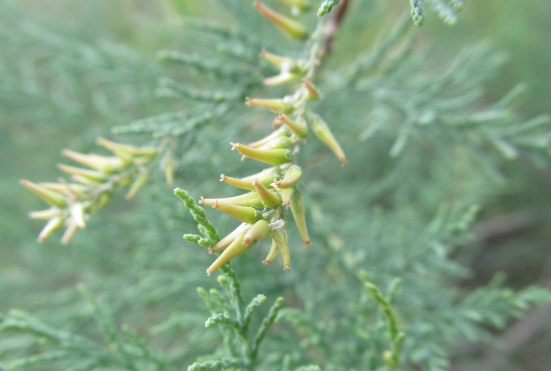 Изображение особи Tamarix gracilis.