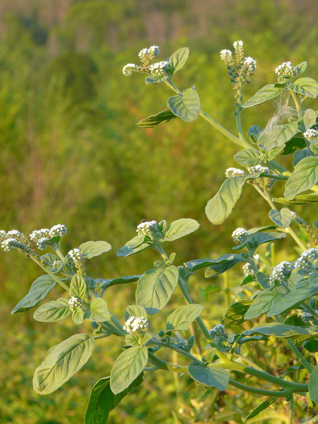 Изображение особи Heliotropium europaeum.