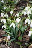 Galanthus plicatus