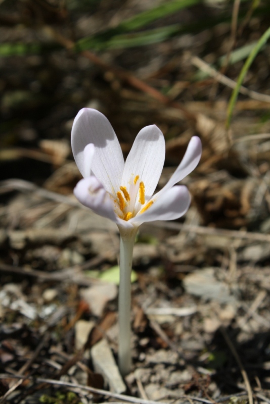 Image of Colchicum umbrosum specimen.