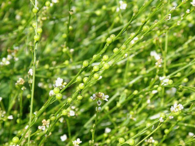 Image of Crambe abyssinica specimen.