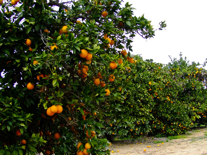 Изображение особи Citrus sinensis.