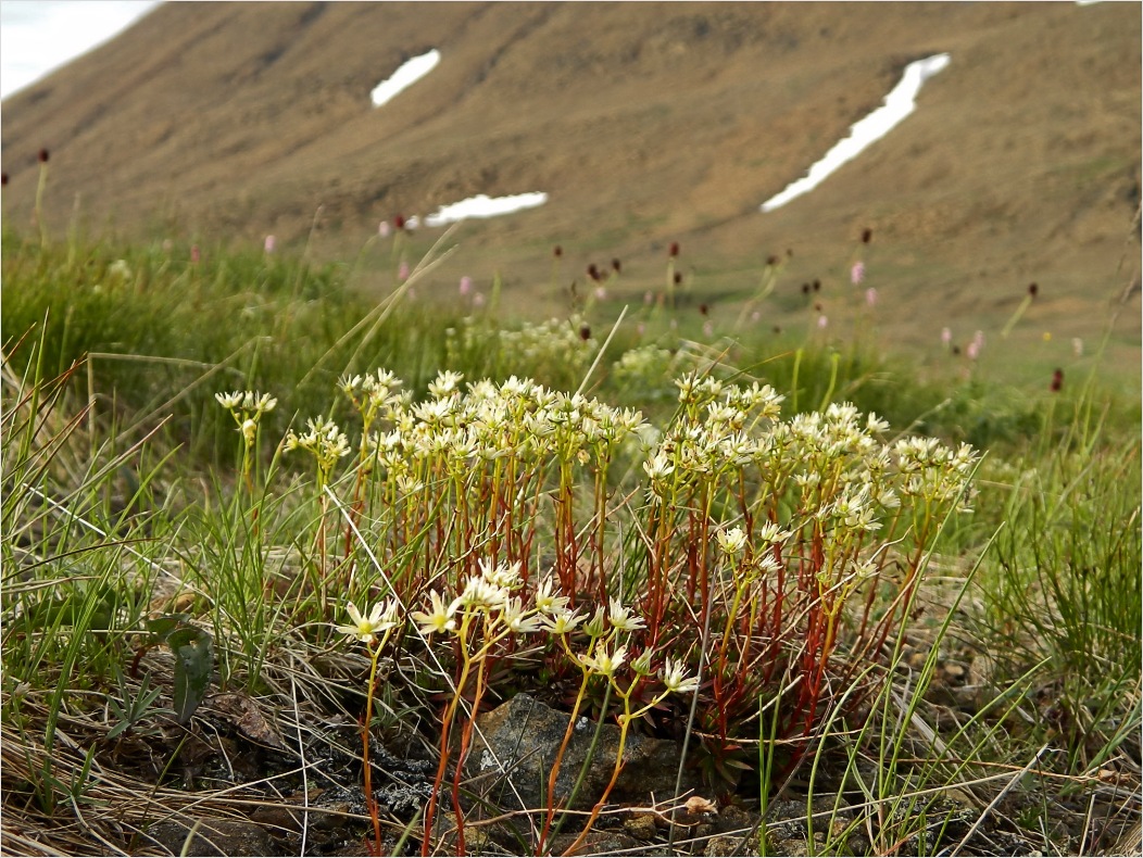 Изображение особи Saxifraga bronchialis.