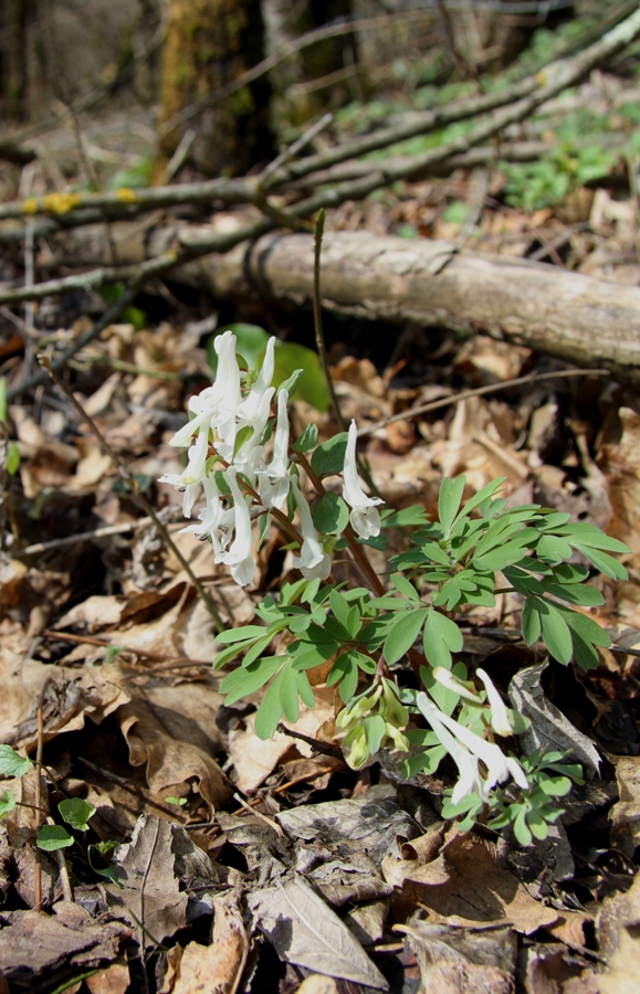 Изображение особи Corydalis teberdensis.