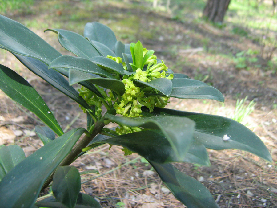 Image of Daphne laureola specimen.