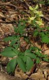 Corydalis marschalliana. Цветущее растение. Крым, гора Северная Демерджи, западный склон, буковый лес. 20 апреля 2012 г.