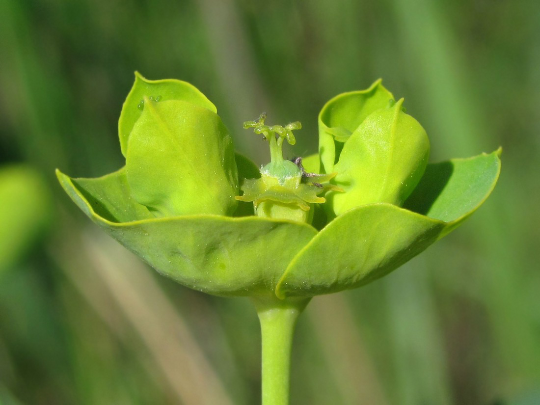 Изображение особи Euphorbia iberica.