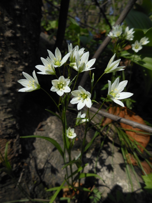 Изображение особи Lloydia triflora.