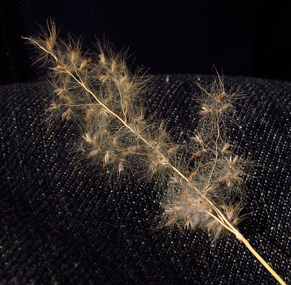 Image of Tricholaena teneriffae specimen.