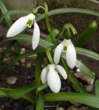 Galanthus ikariae