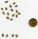 Archangelica officinalis