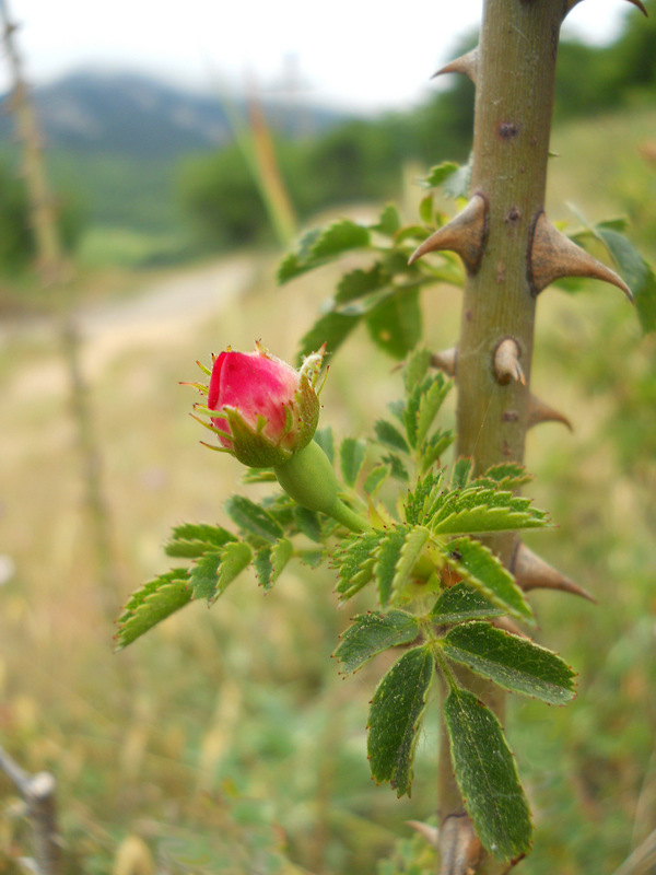 Image of genus Rosa specimen.