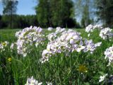 Cardamine pratensis. Цветущие растения. Санкт-Петербург, г. Павловск. 19 мая 2012 г.